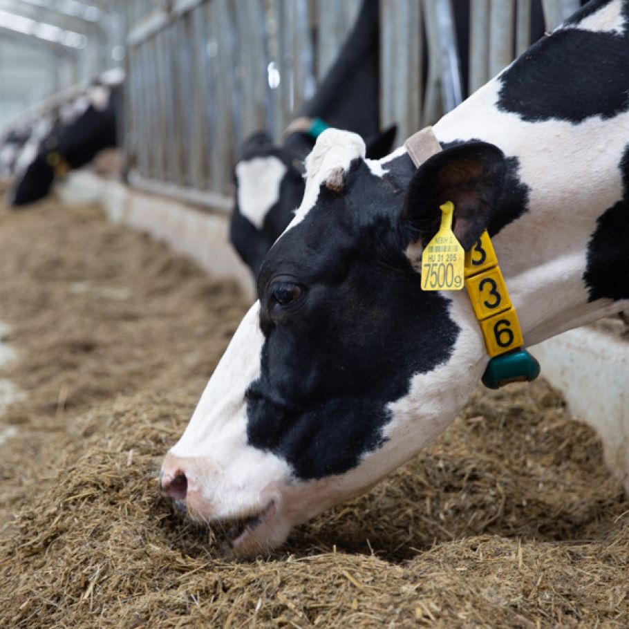 Agrofeed TMR+ program
