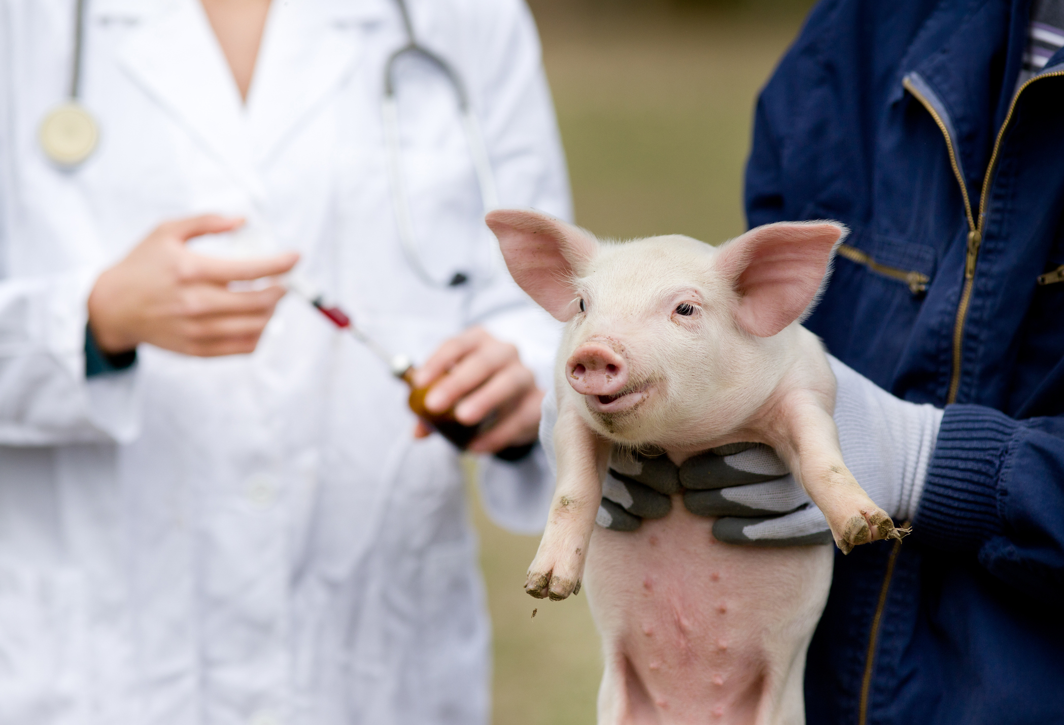 Pig research paves way for human respiratory vaccine development - Agrofeed